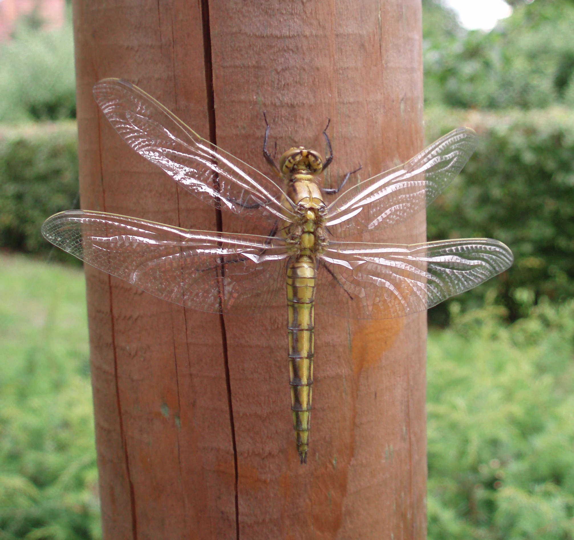 Libelle genießt die Sonne