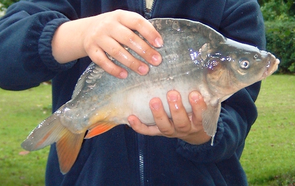 Angeln, Karpfen direkt aus dem Zemminsee