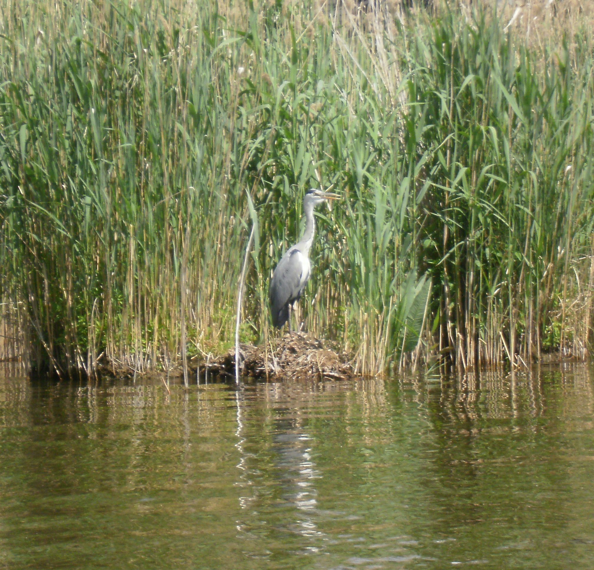 Reiher auf dem Nest