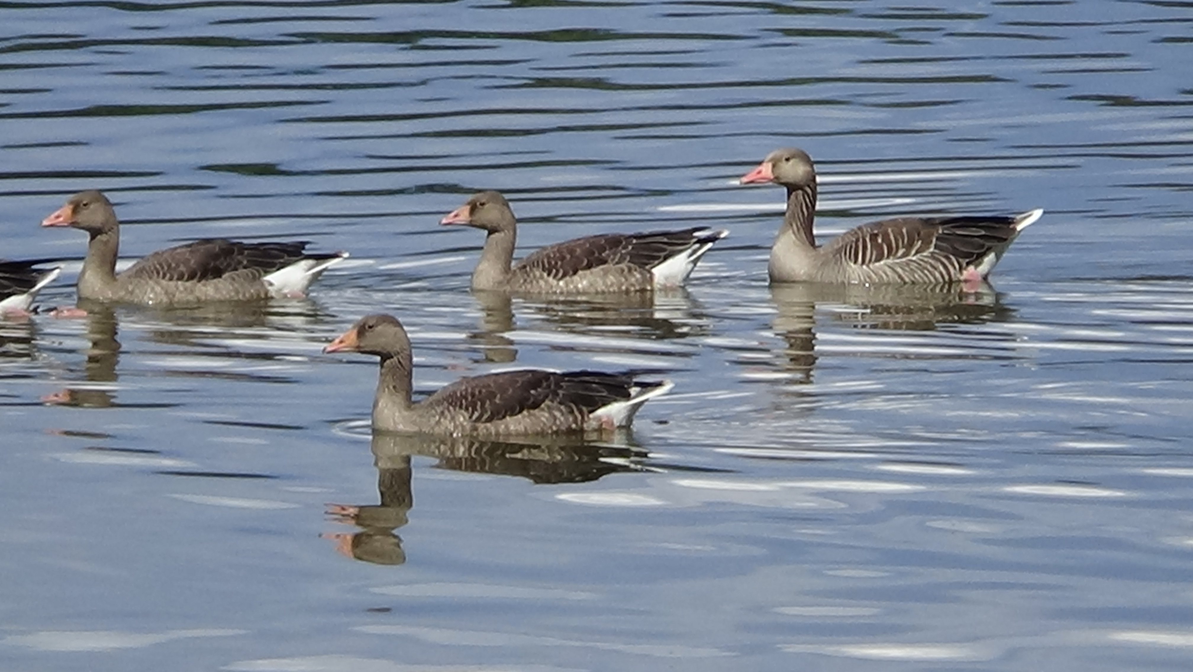 Gnse auf dem See