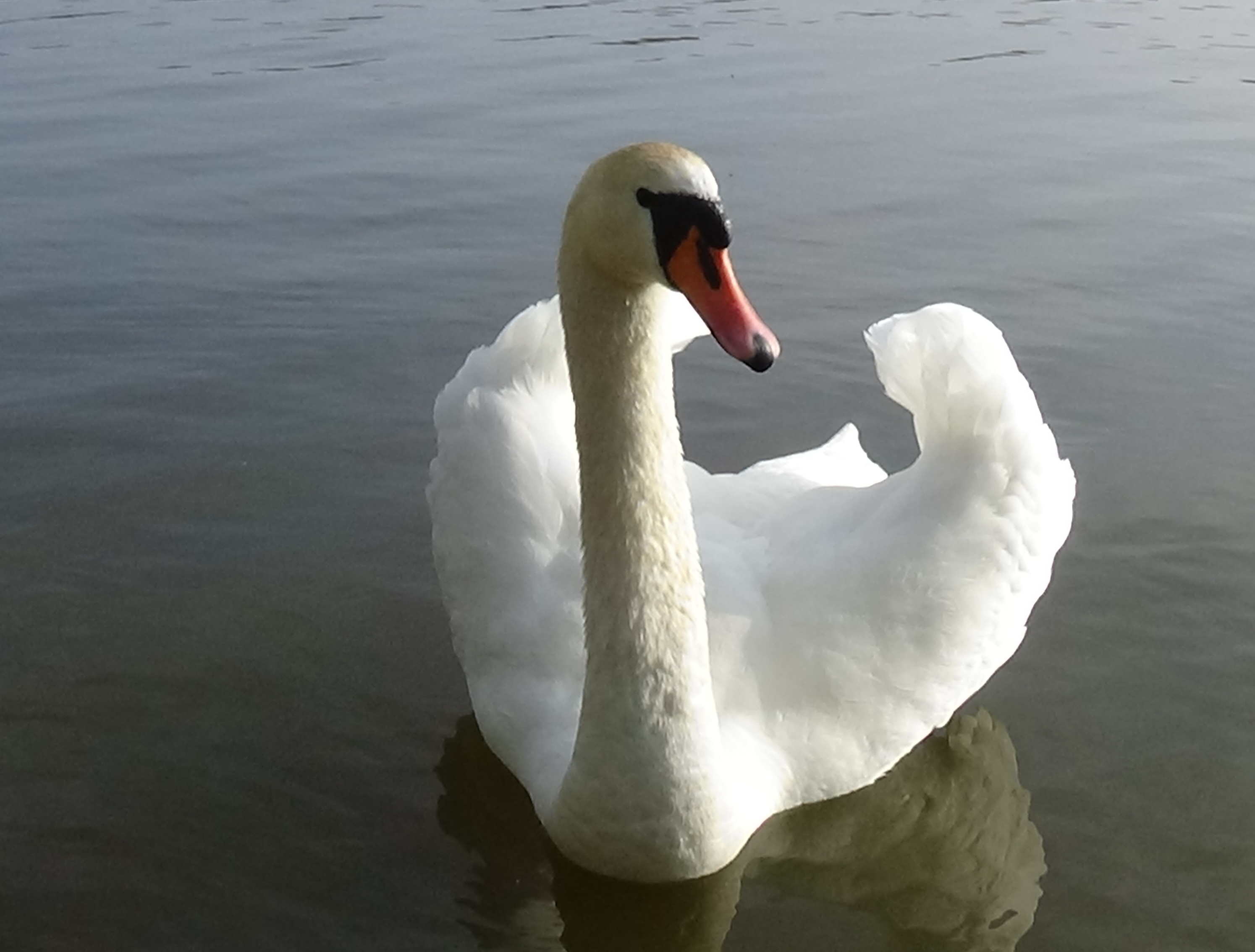 Schwan auf Brautschau