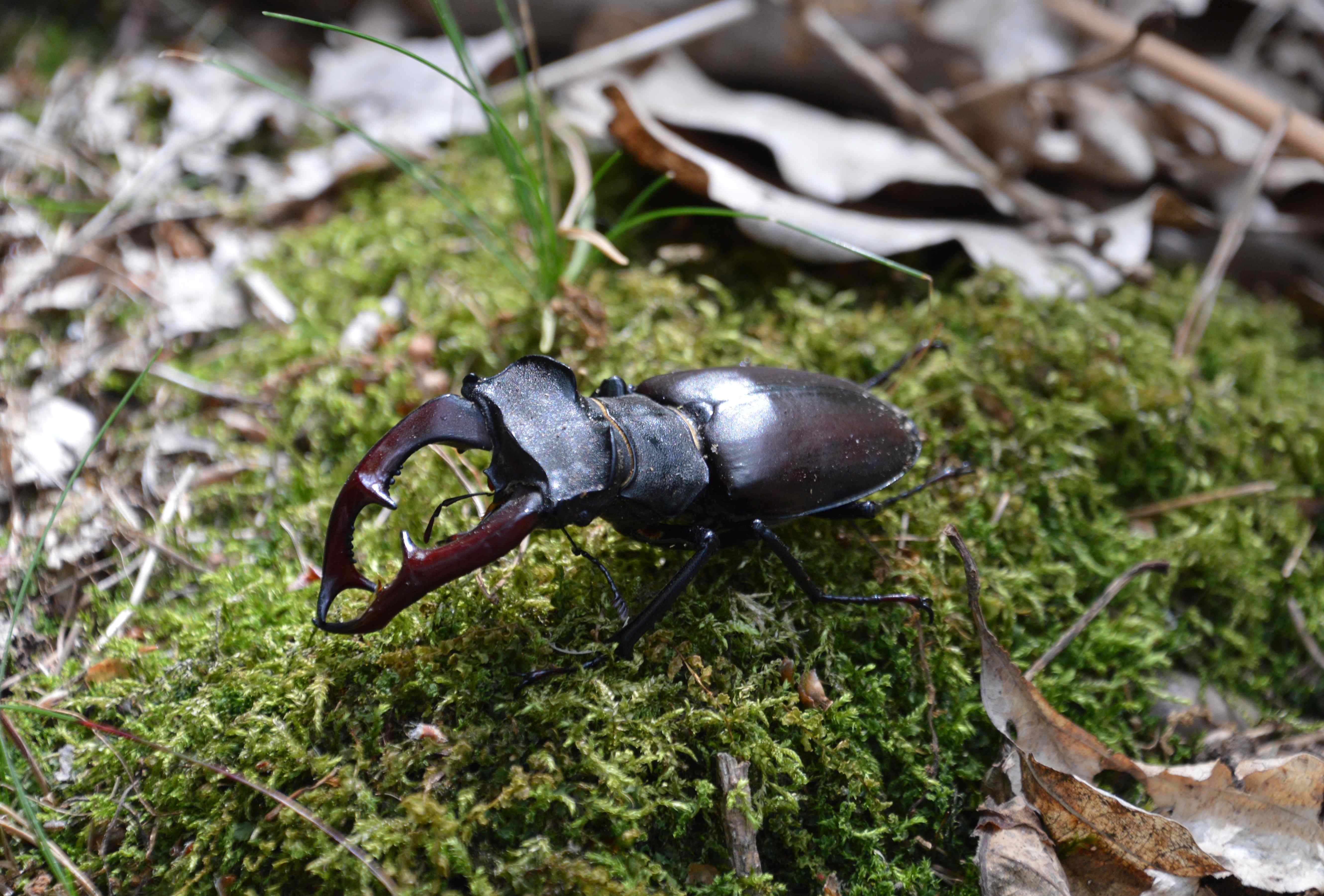Hirschkäfer in der Dubrow